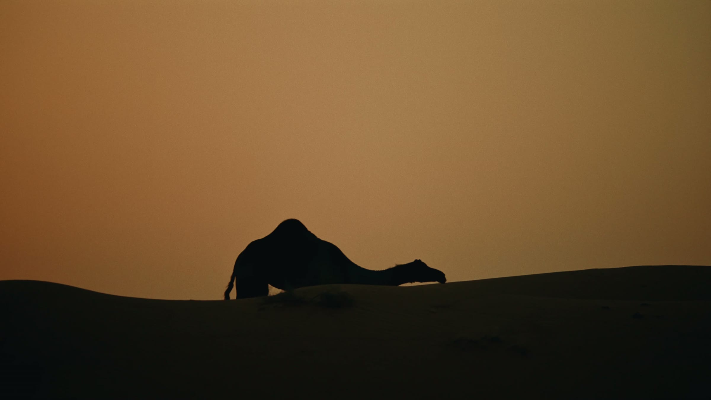 A camel crossing the dunes at dusk