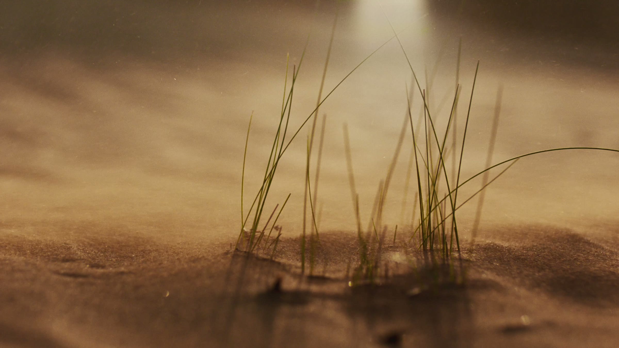 Native grasses