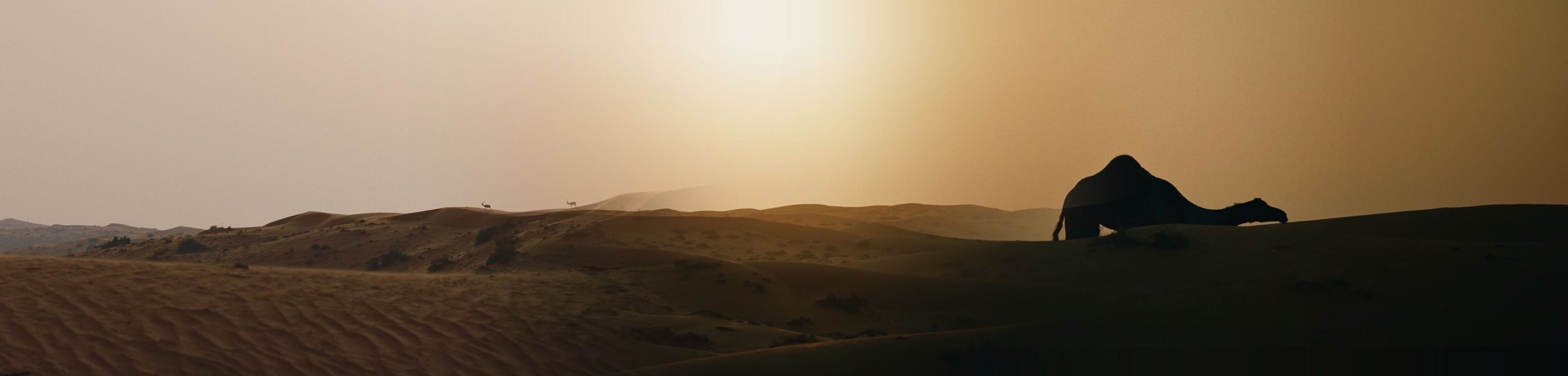 A panorama of the Al Wadi dunes, from the haze of the afternoon to dusk, with gazelles on a far ridge and a camel on the last dune